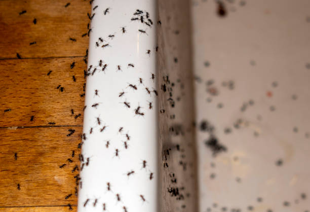 Best Cockroach Control Services  in Charleroi, PA
